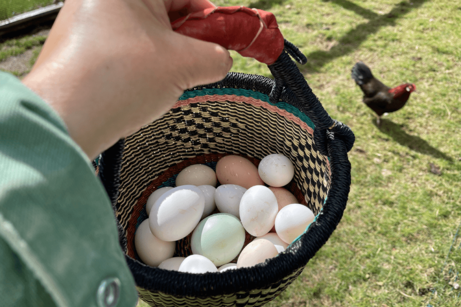 Kippeneieren in een mandje