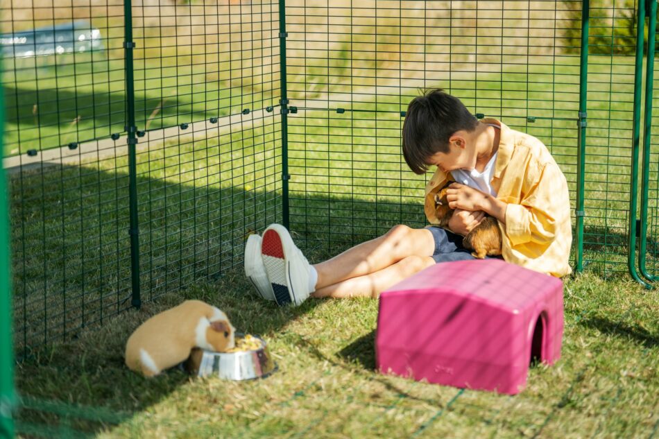 Jongen in Omlet cavia ren met Zippi schuilhuisje met twee cavia's