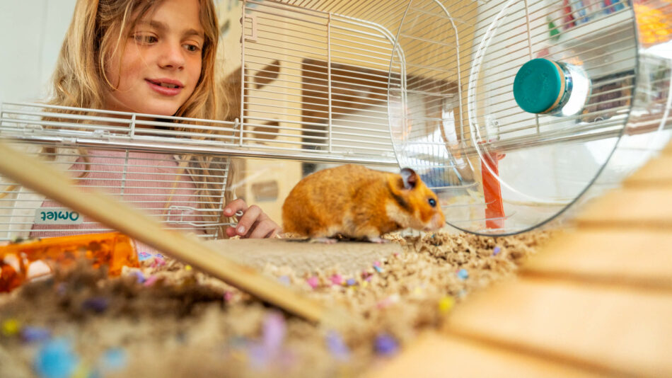 Meisje dat naar een hamster kijkt in het Omlet hamsterverblijf