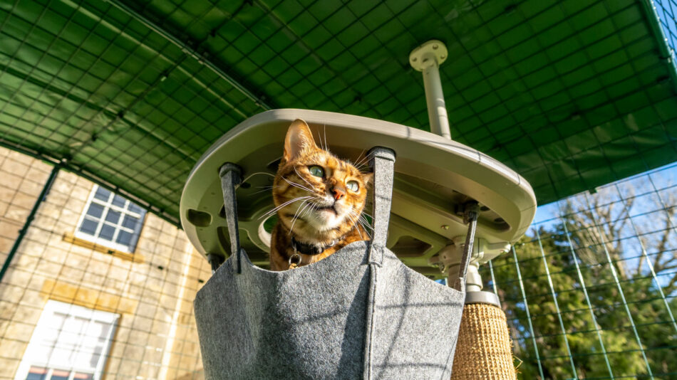Kat in hangmat op Freestyle in Omlet Catio