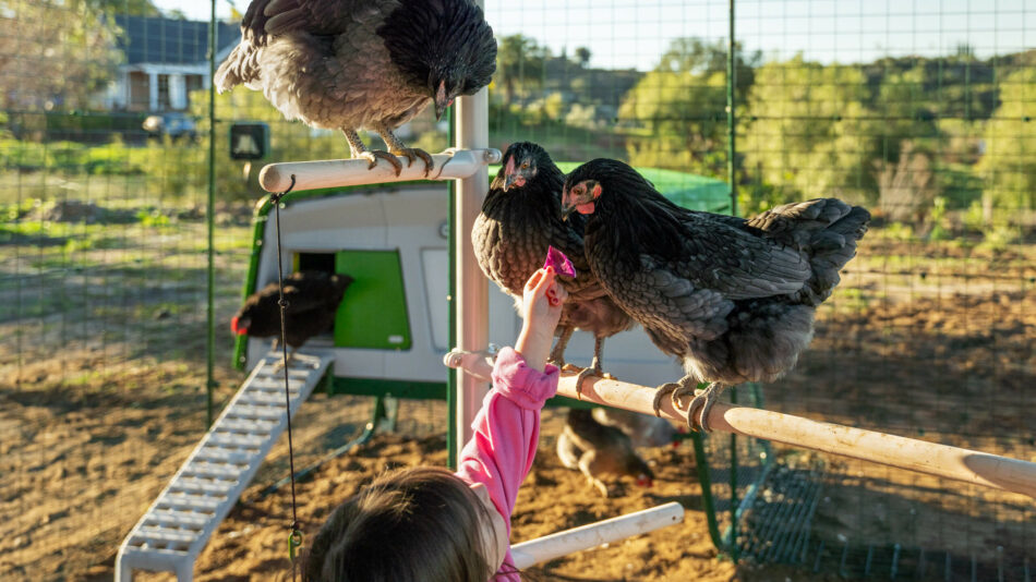 Meisje voert kippen die op de Omlet zitstok zitten
