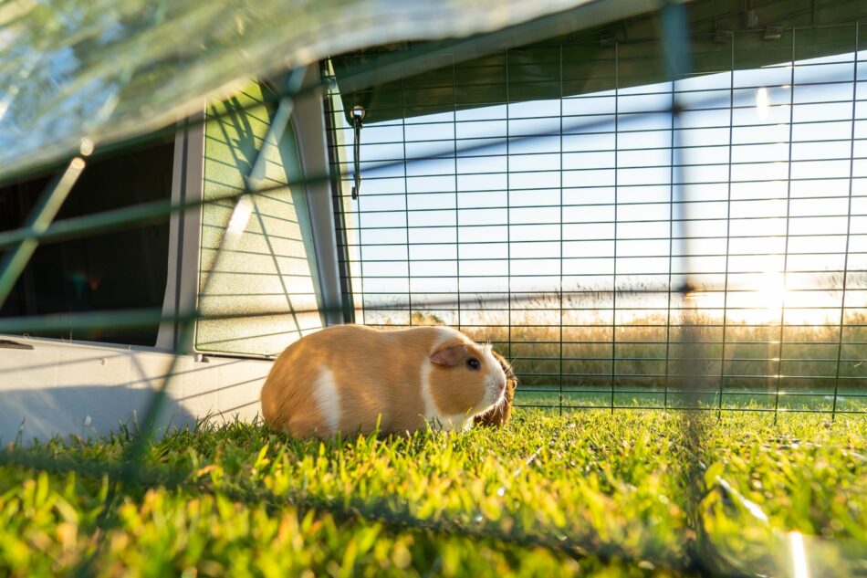 Cavia buiten in de ren van het Omlet Eglu Go caviahok