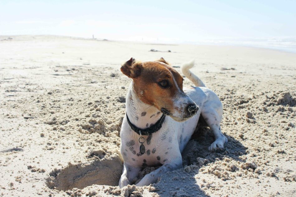 Hond op vakantie graaft een gat in het zand op een zonnig strand