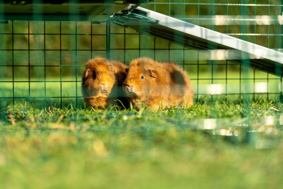 Twee cavia’s in de Omlet Zippi cavia speelren