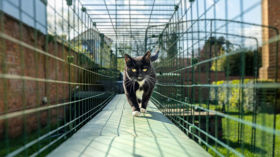 Zwarte kat die door de Omlet catio tunnels loopt in de zomer