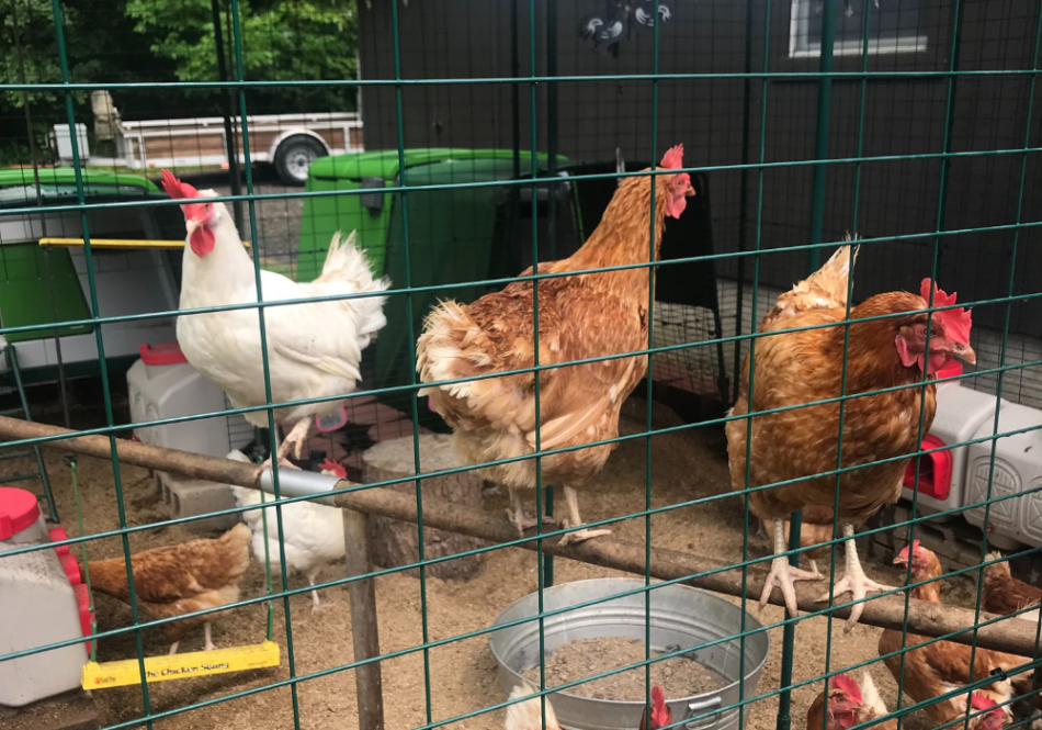Kippen in een inloopren die op een zitstok zitten