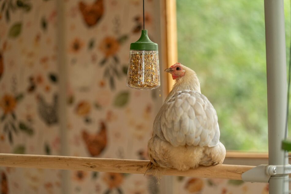 kip met peck toy zittend op een omelet poletree zitstok