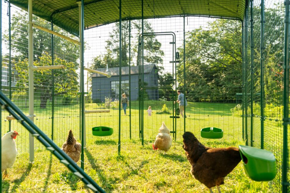inloopren met kippen en kippenaccessoires