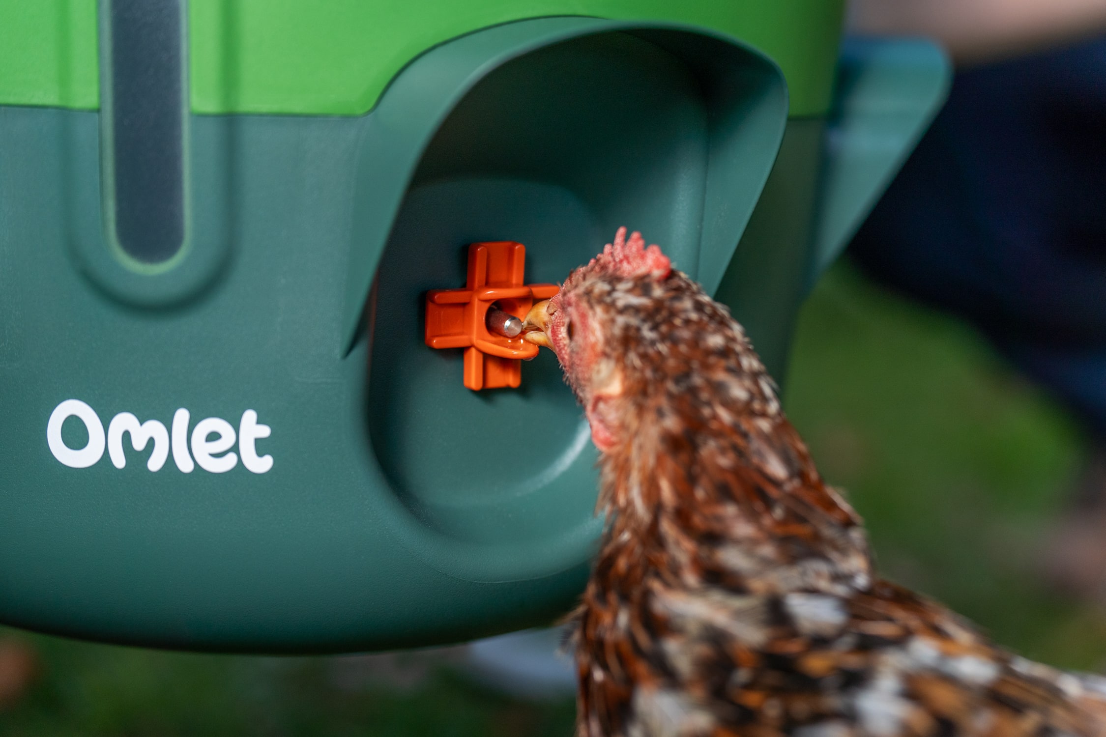 chicken pecking at a drinking nipple