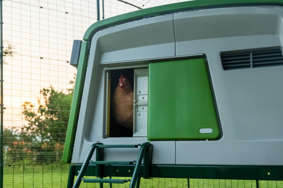 Kip die uit het Eglu Cube kippenhok komt met een automatische deur die open gaat.