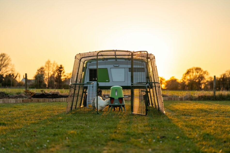 eglu pro kippenhok en omlet verspillingsvrije smart feeder bij zonsopgang