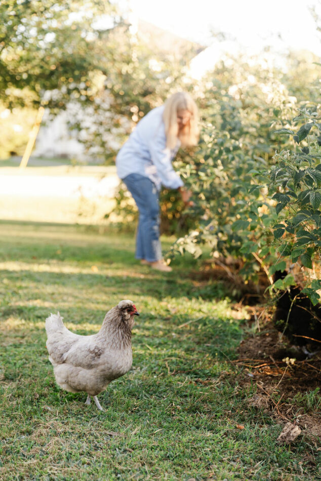 Vrouw werkt in haar tuin terwijl een kip over het gras loopt