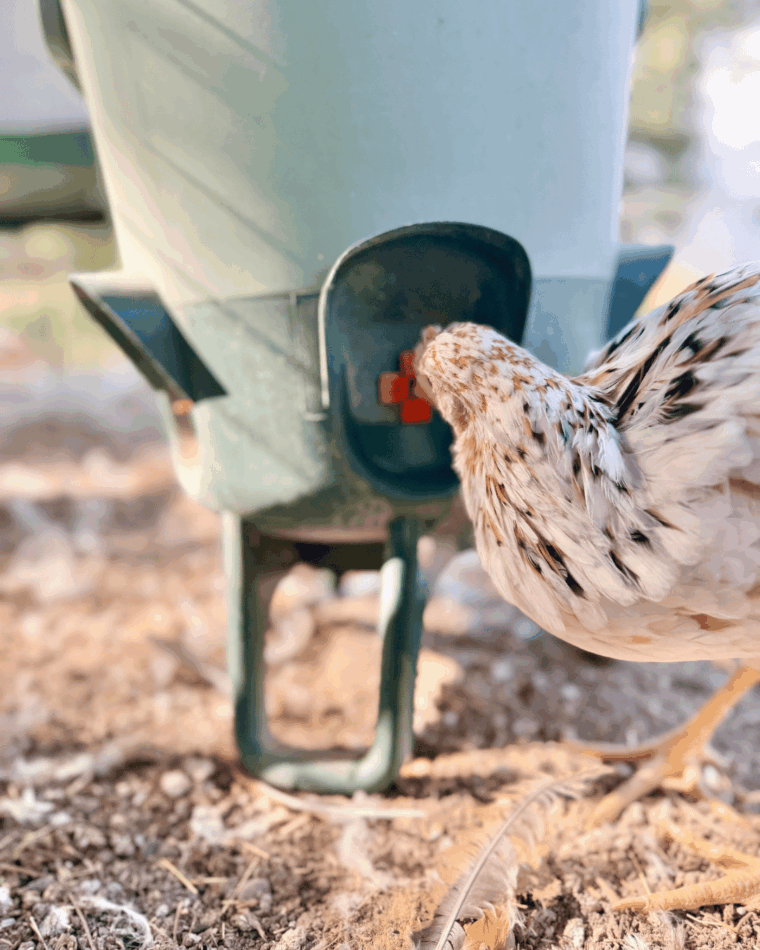 kip die drinkt uit de Omlet waterbak