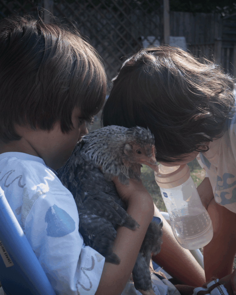 Kip met twee kinderen
