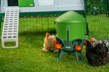 kippen die drinken uit een waterbak van Omlet voor een Eglu Pro