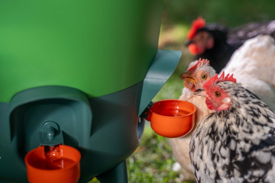kippen drinken uit omlet waterbak met bekerhulpstukken