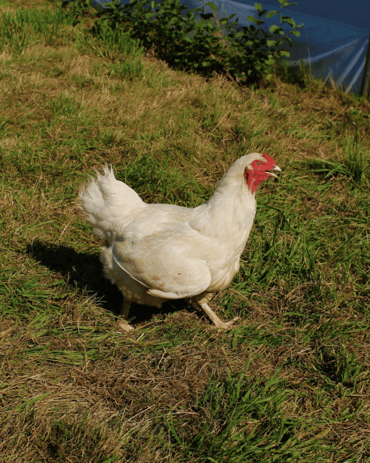 Ixworth-hen wandelend op het gras