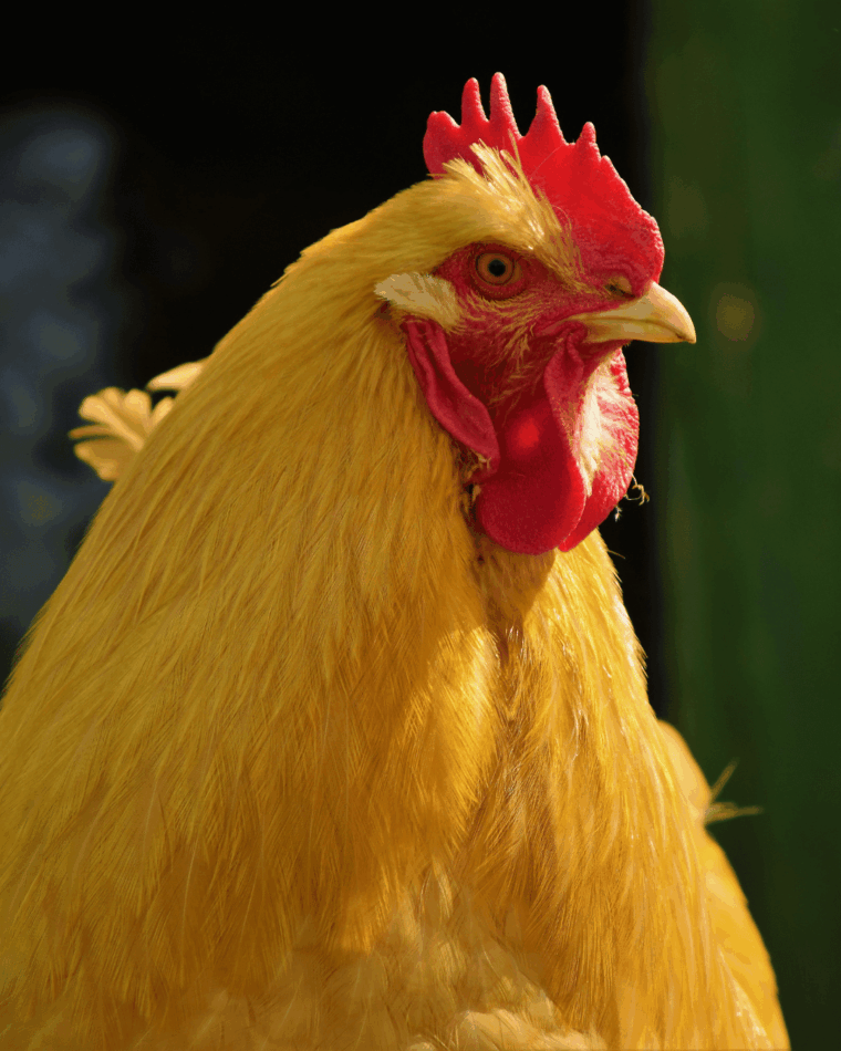 Dichtbij-opname van een Buff Orpington