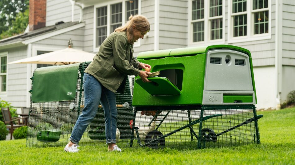 Kippenhouder verzamelt eieren uit het Omlet Eglu Cube Kippenhok