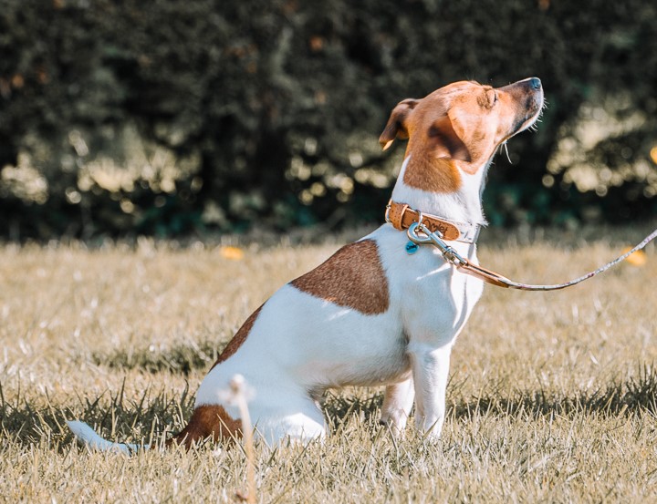 Hond aan het wandelen met Omlet halsband