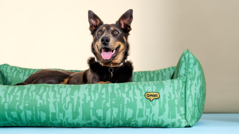 Hond op het Omlet hondennest uit de great outdoors collectie