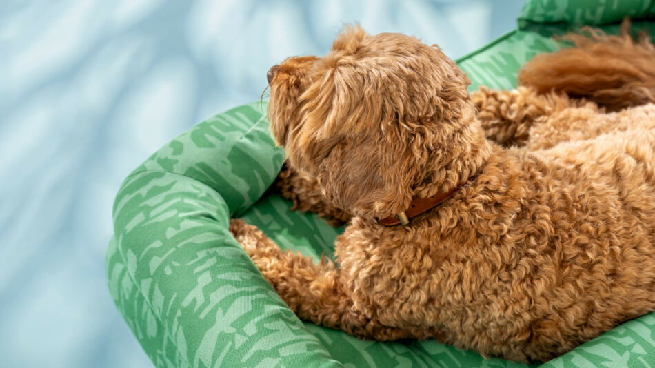 Cockapoo op het Omlet bolsterbed uit de great outdoors collectie