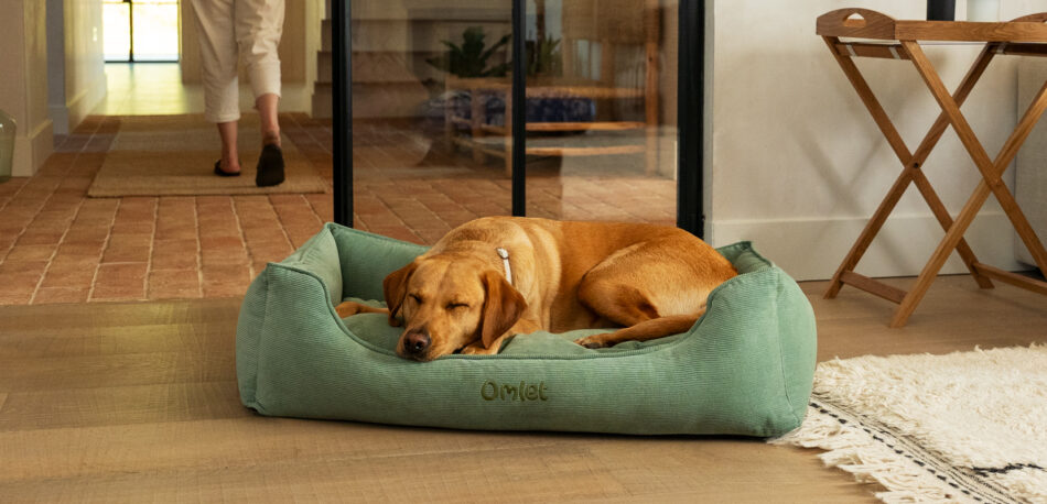 Labrador op een groen Omlet hondennest